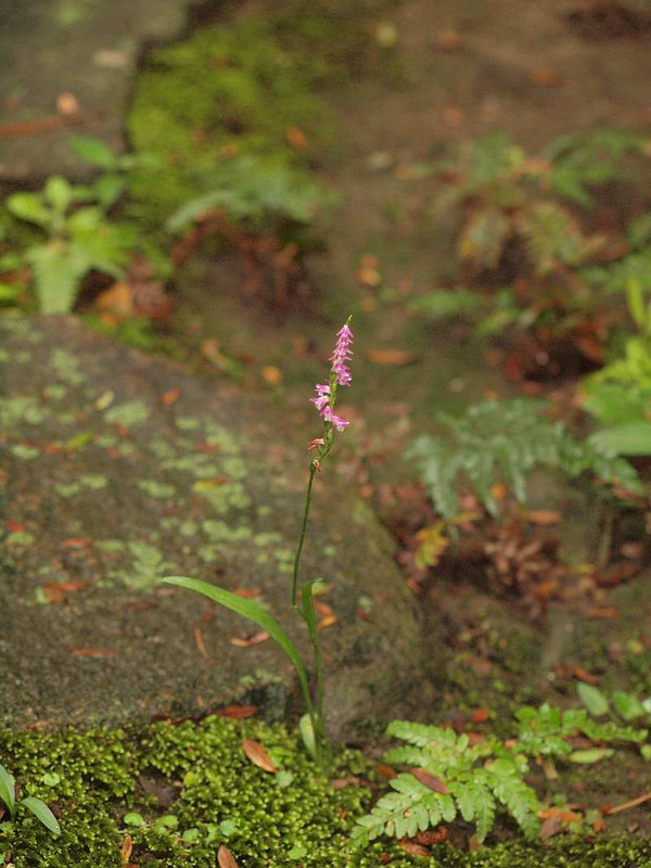 P6292047