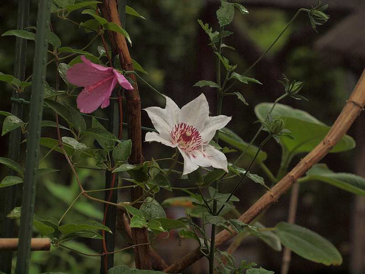 P6292050