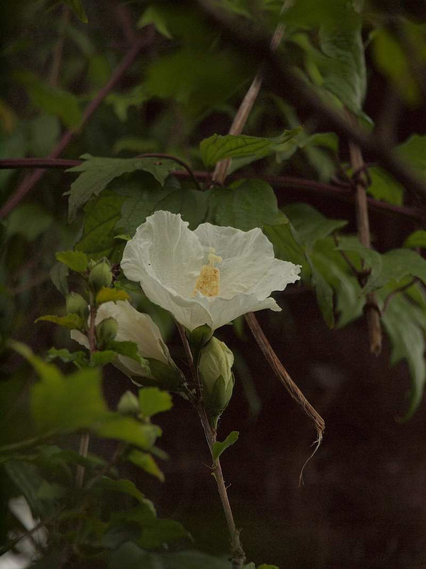 P6292064