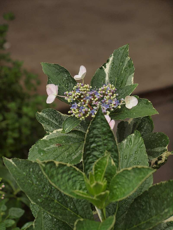 P6292065