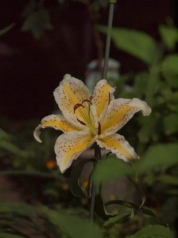 P7042119