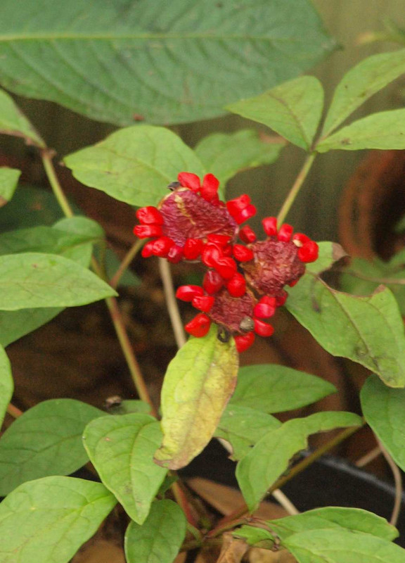 P7042125