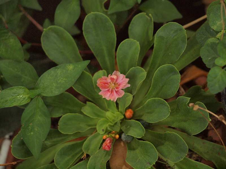 P7042126