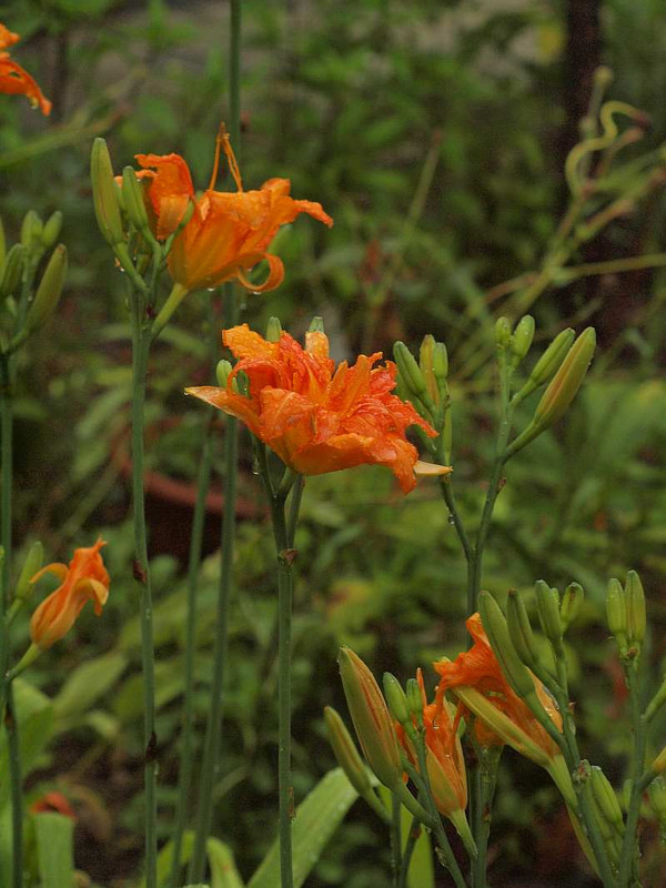 P7052162