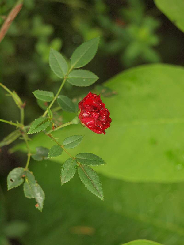 P7052171