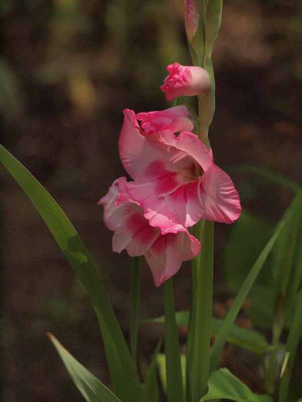 P7062194