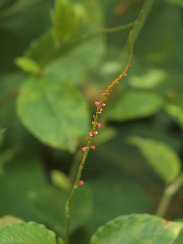 P7062202
