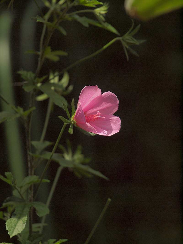 P7062203