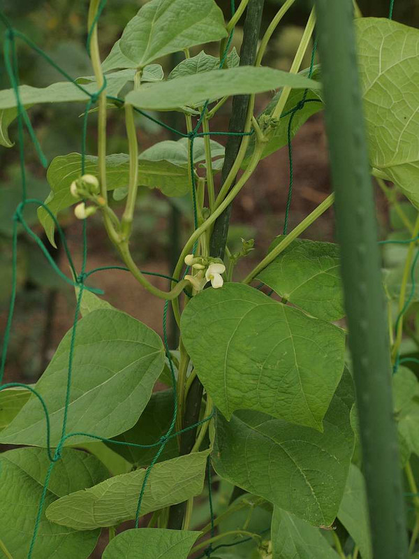 P7062206