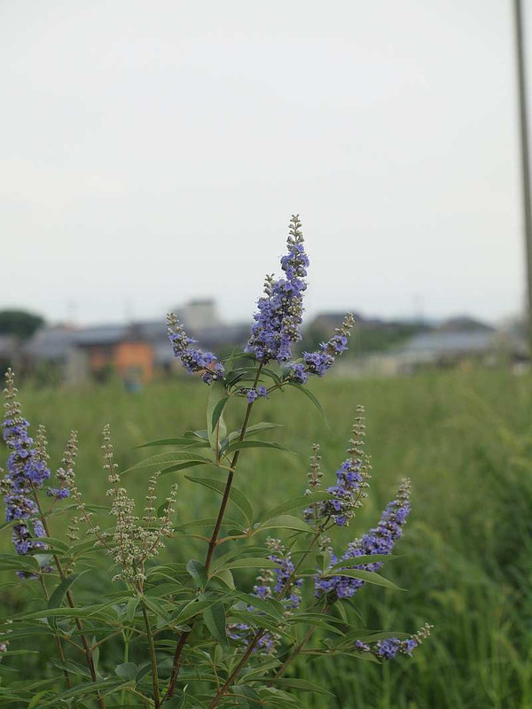 P7062211