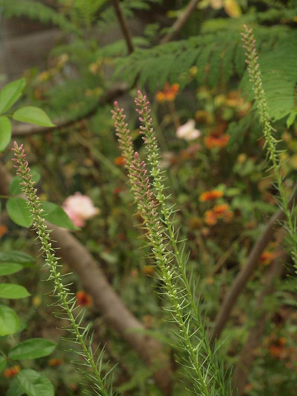 P7072239