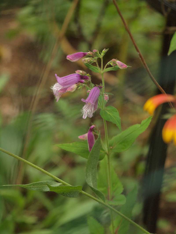 P7072244