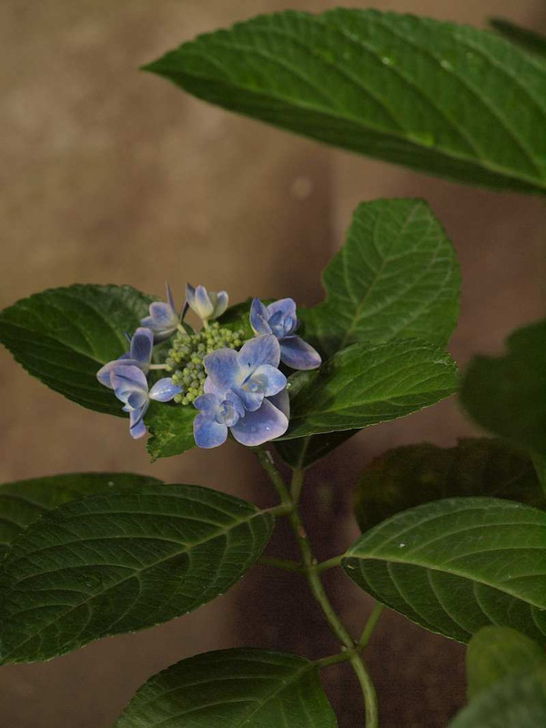 P7112362