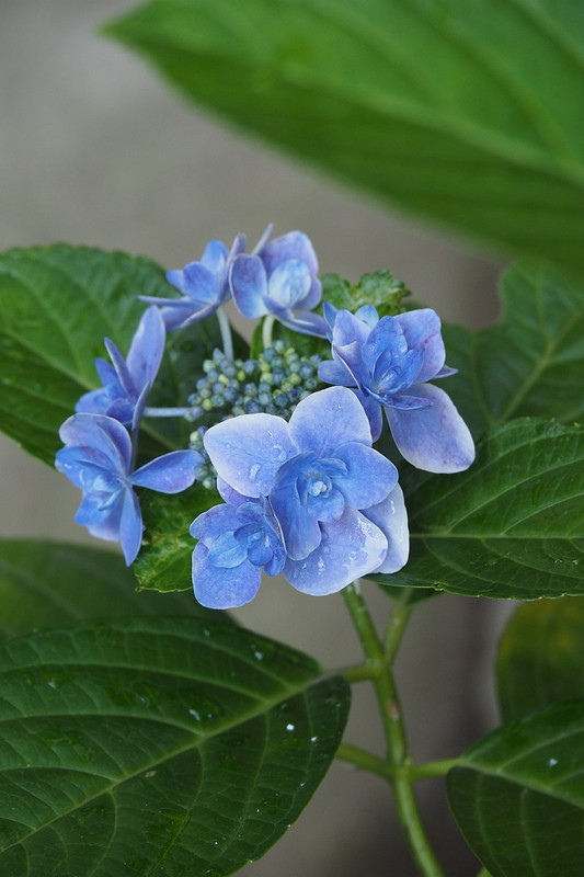 P7150640