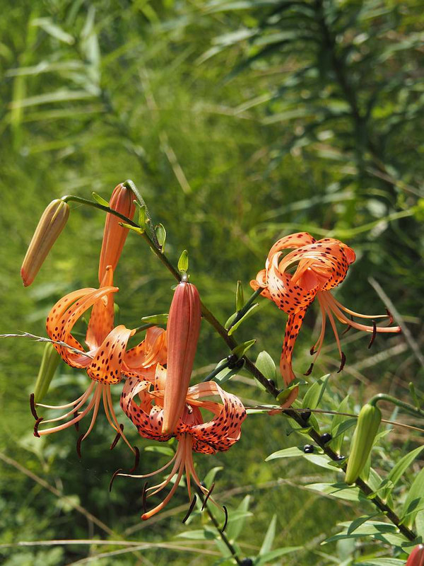 P7190894