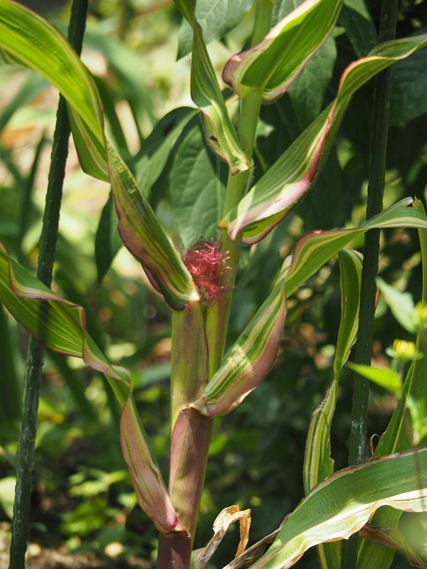 P7200910