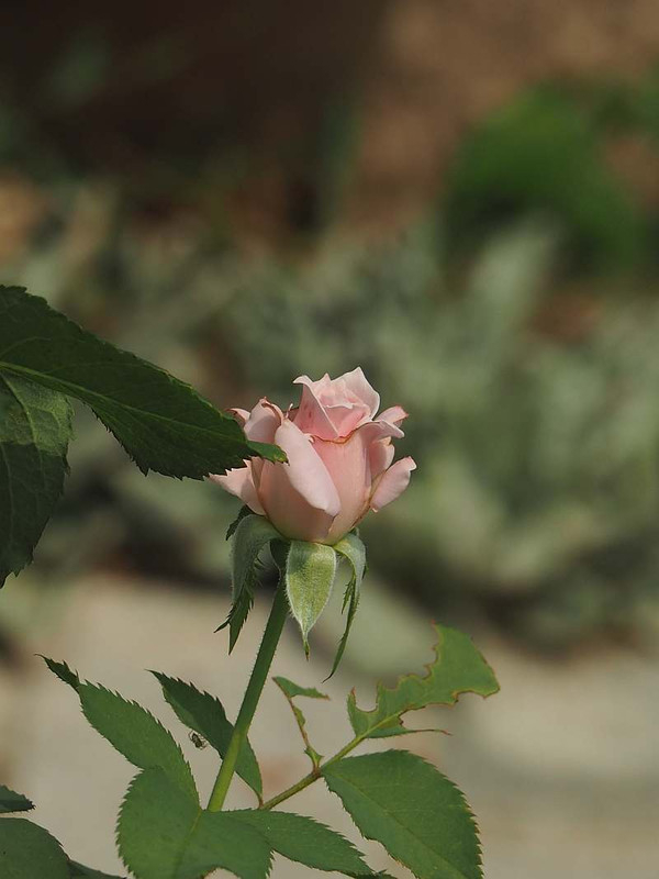 P7251009
