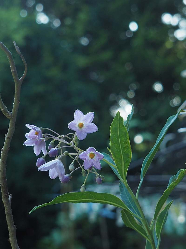 P7261041