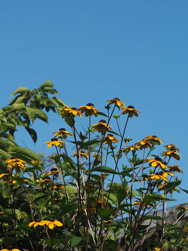 P7261051