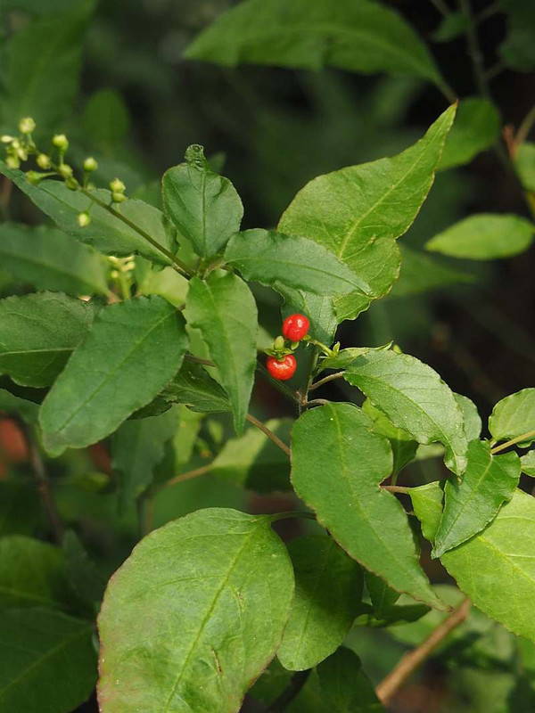 P7281239