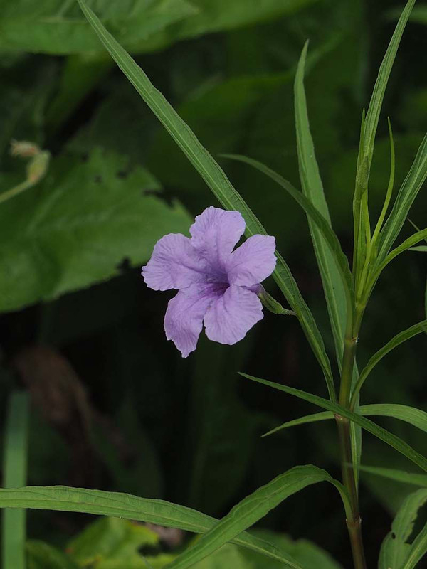 P7281242