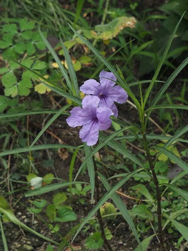 P7301261