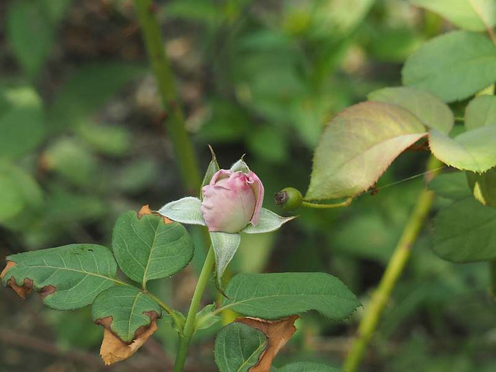 P7301263