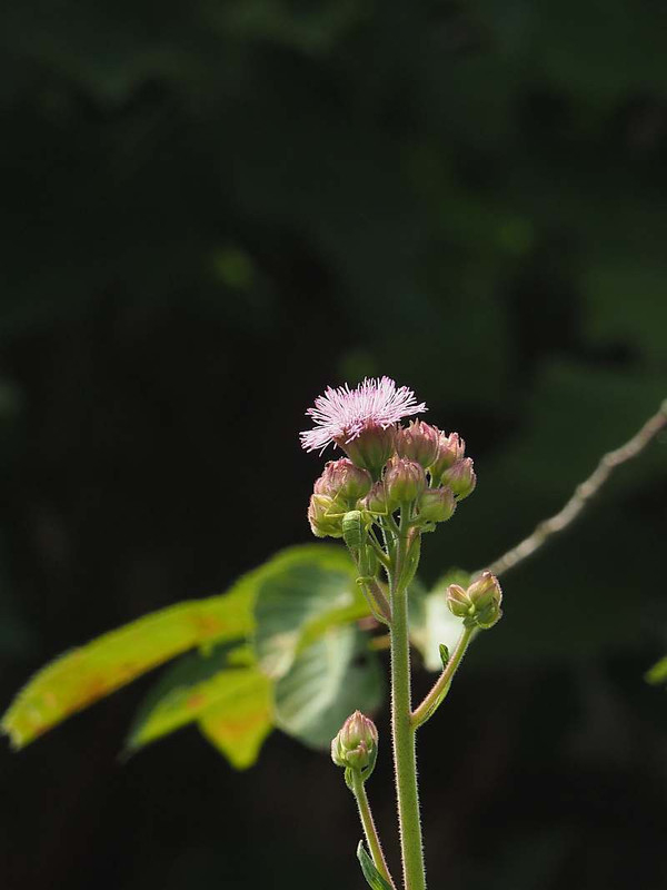 P7301271