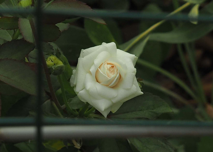 P7311319