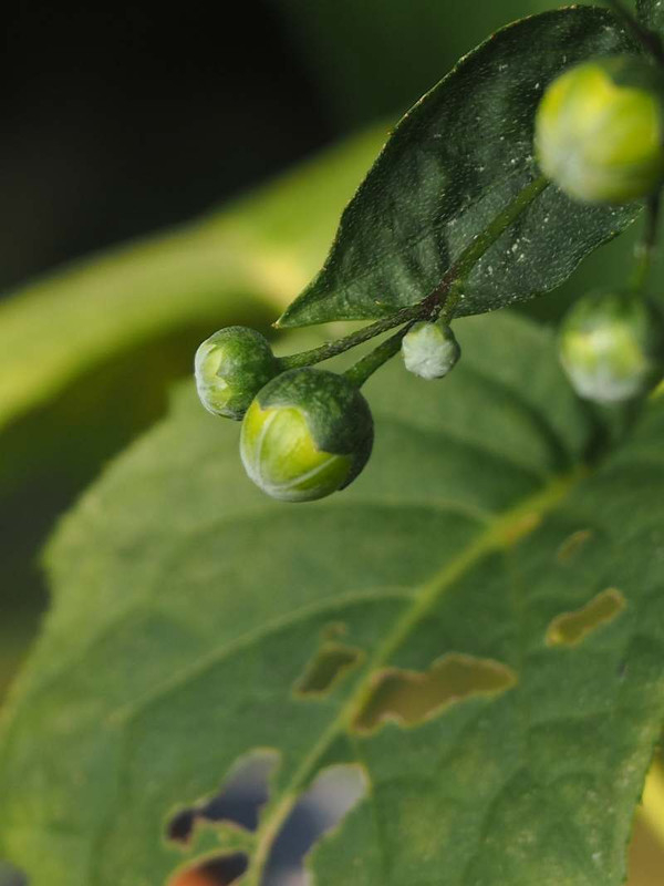 P7311339