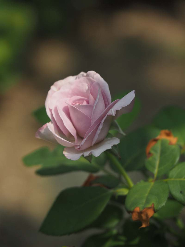 P7311397