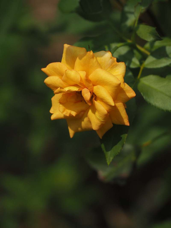 P7311399