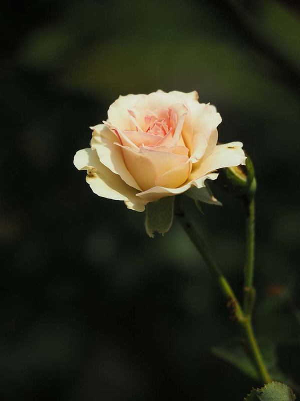 P7311400