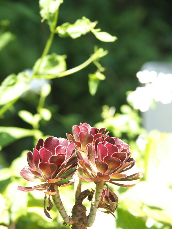 P8021505