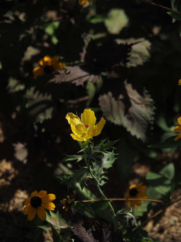 P81217974