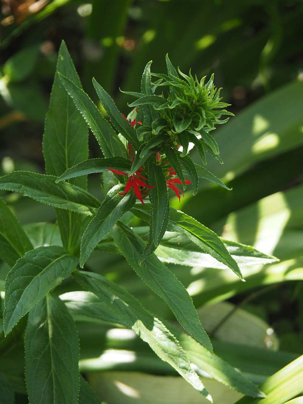 P8121799