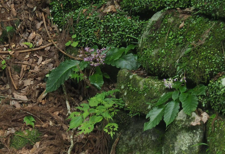 P8131814iwatabako