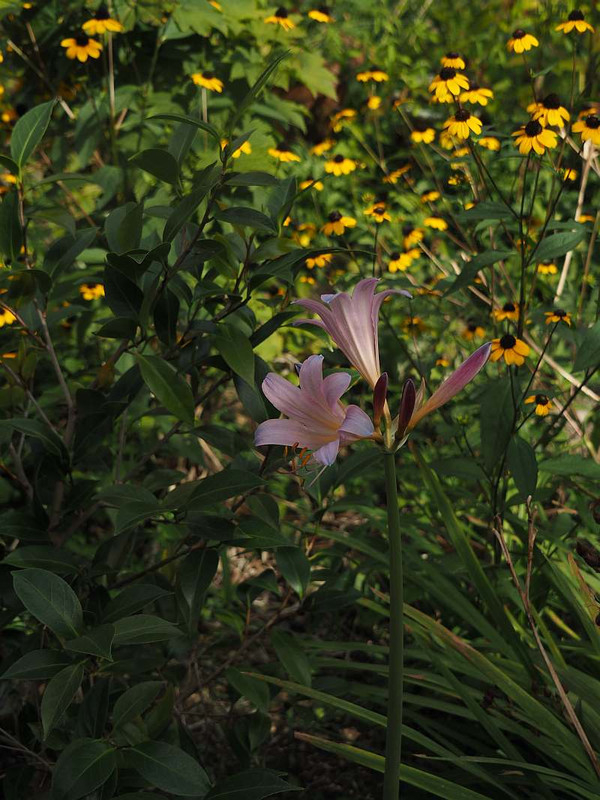 P8141822