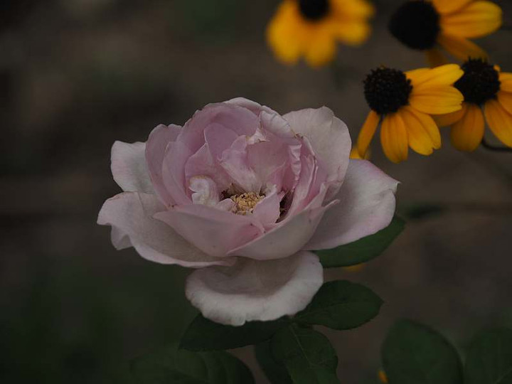 P8141847