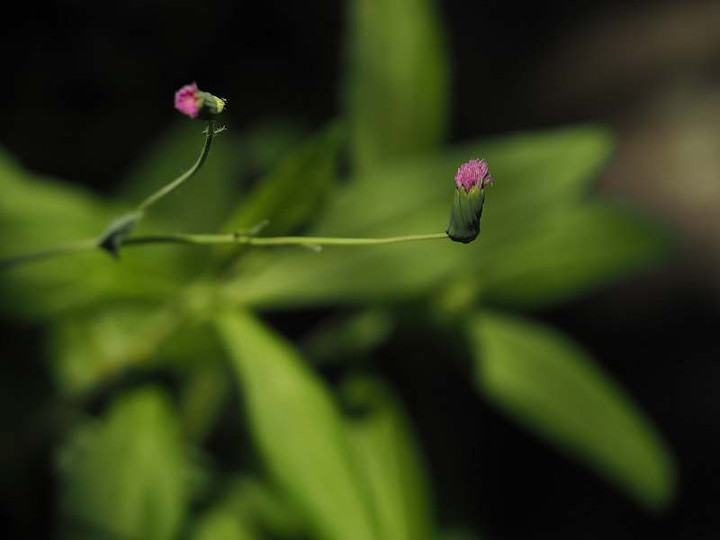 P8212089