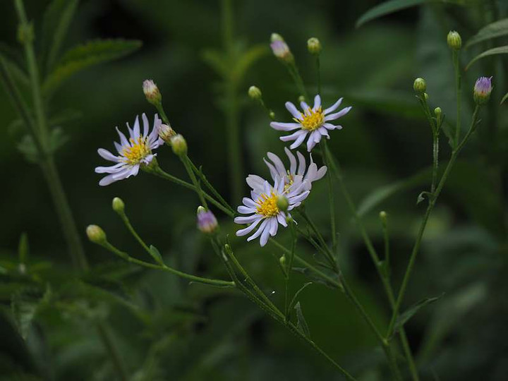 P8222116