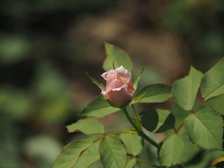 P8222119