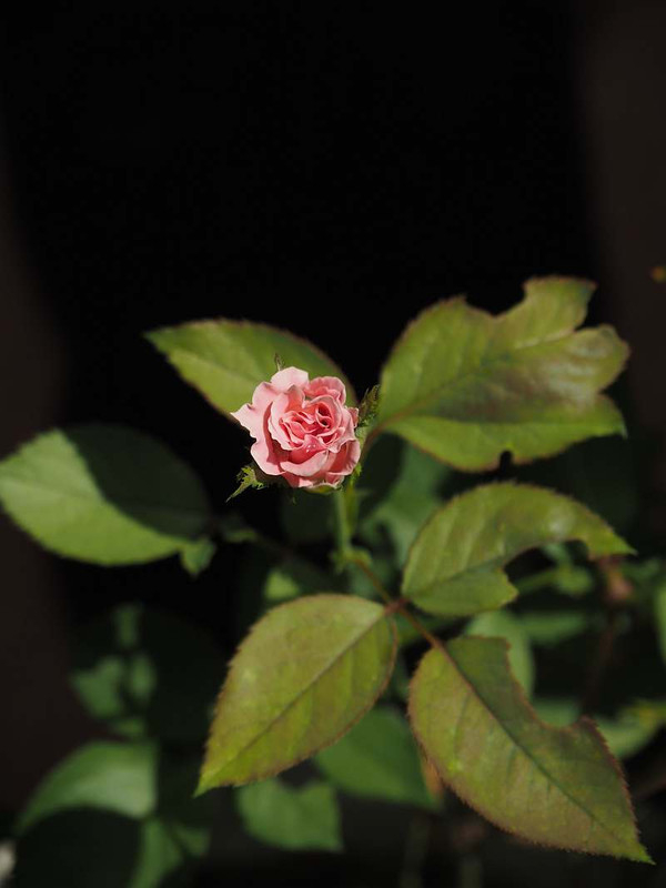 P8232138