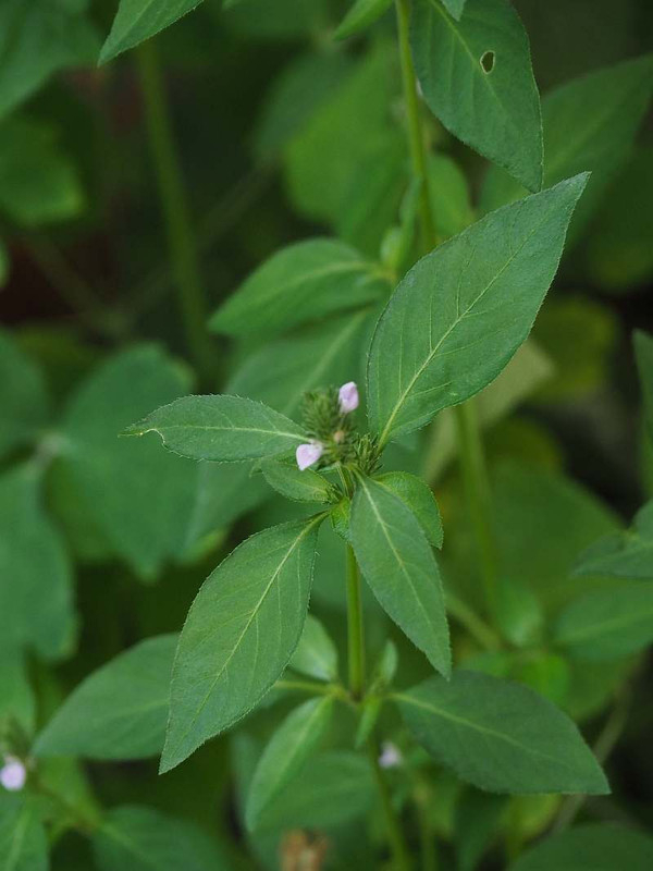 P8232139