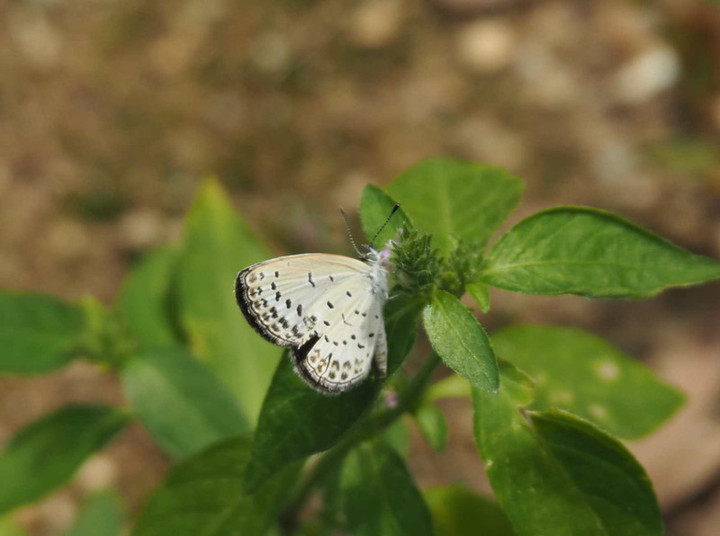 P9031265