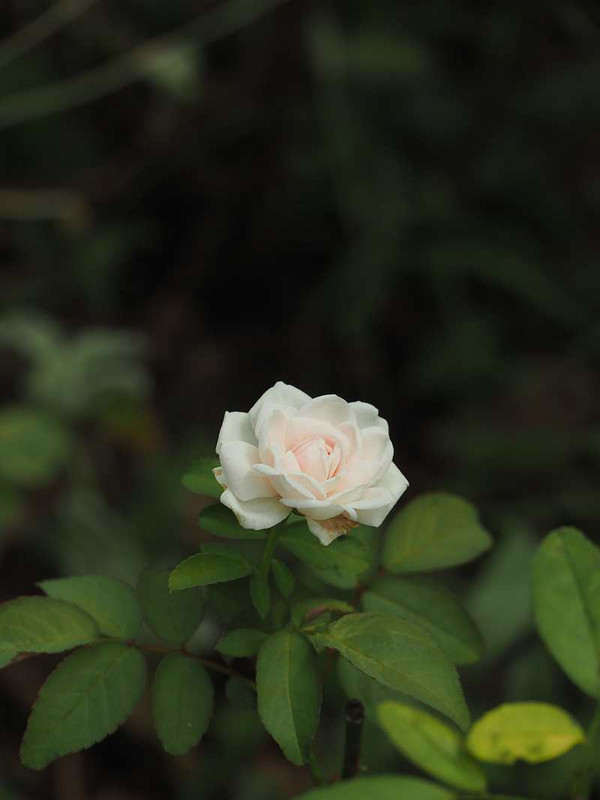 P9031283