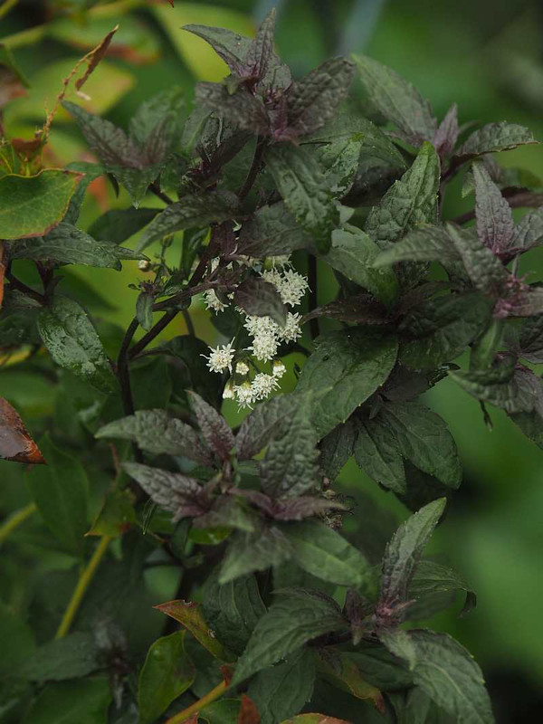 P9061354