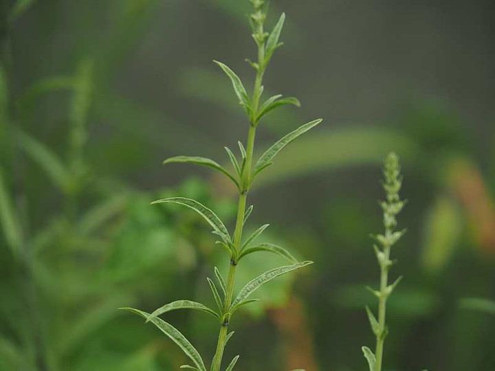 P9071394