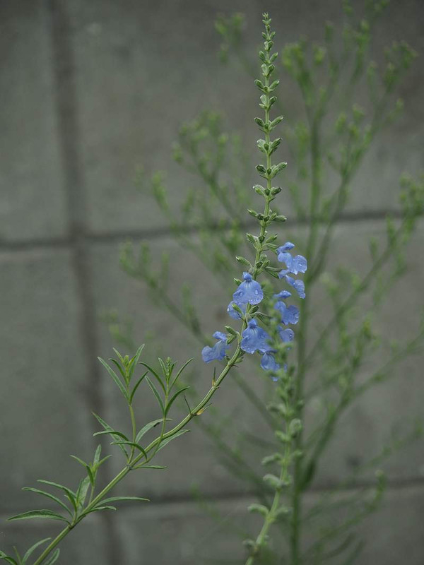 P9162530