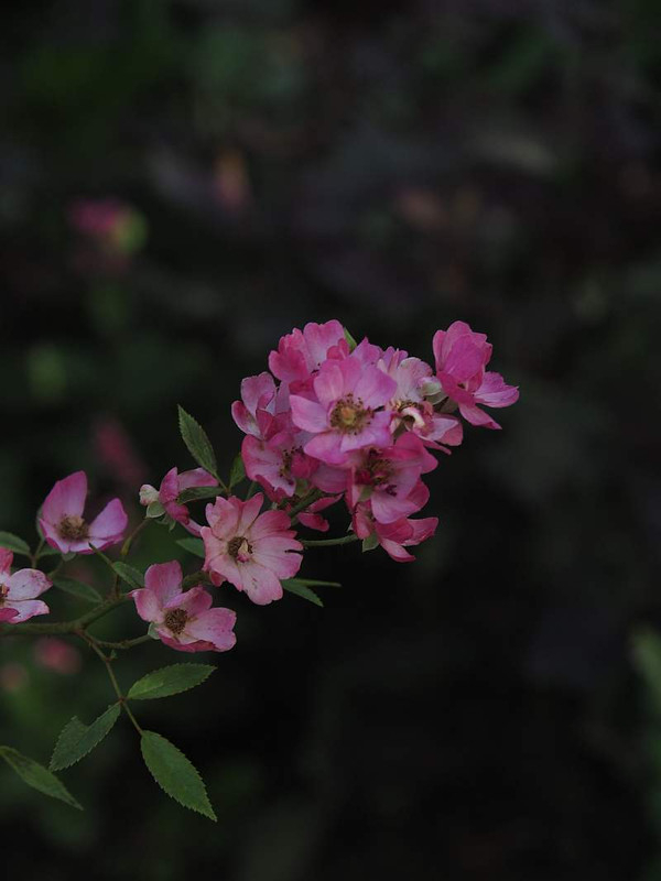 P9212729